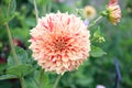 Garden Dahlia Striped nagano, creamy yellow petals with streaks of red